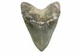 Serrated, Fossil Megalodon Tooth - North Carolina #378057-2